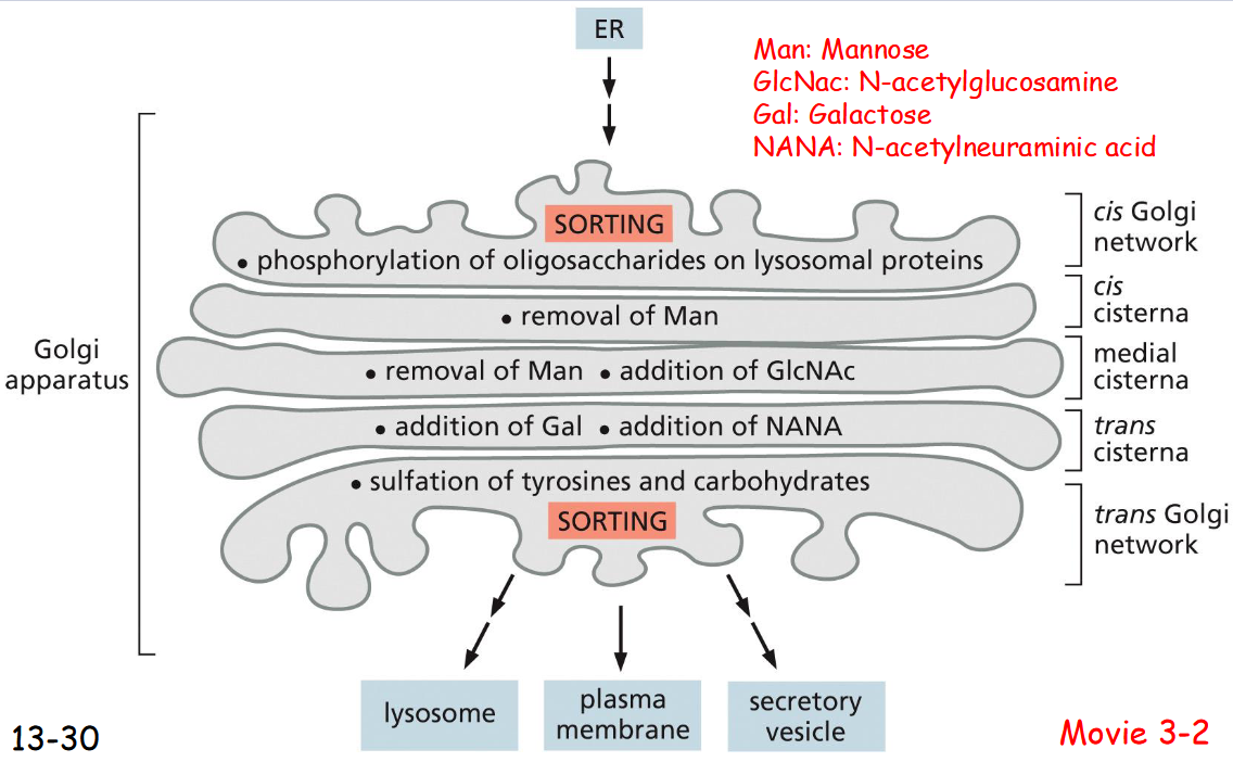 <p>an Ordered Series of Compartments</p><p>ER → Cis golgi </p><p>phosphorylation of oligosaccharides on lysosomal proteins</p><p>removal of Mannose</p><p>removal of Mannose , addition of GlcNAc</p><p>addition of Gal, addition of NANA</p><p>suflation of tyrosines and carbohydrates</p><p>trans golgi → lysosome, plasma membrane, secretory vesicle</p>