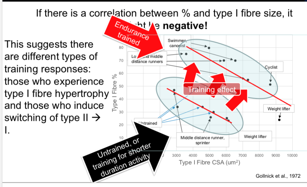 \-the study took points for all different athletes, and plotted them to see if there was a correlation between these two: does type 1 fibre CSA and % type 1 fibre increase at same time? so tow different types of training responses 

\-two pockets were formed: lower pocket is more untrained (aerobically)  and then higher pocket was aerobically trained 

\-there was a negative correlation in both pockets: so as fibre get bigger, the % of type 1 fibres goes down

* was different in dif sports, ex a cyclist had larger type 1 firbes but % of type 1 is lower compare to a swimmer that has opposite reaction

\-basically shows that training does not lead to specific adaptations, so some increase in size of ST fibres, and some increase in % of ST Fibres (maybe genetic effect on how you individual adapt?)

**-in general, there is a shifting of either size OR % in training, bc all trained have more of one of these factors and is higher than the pool of untrained** 

* as whole, we cant predict which one will increase more in trained 