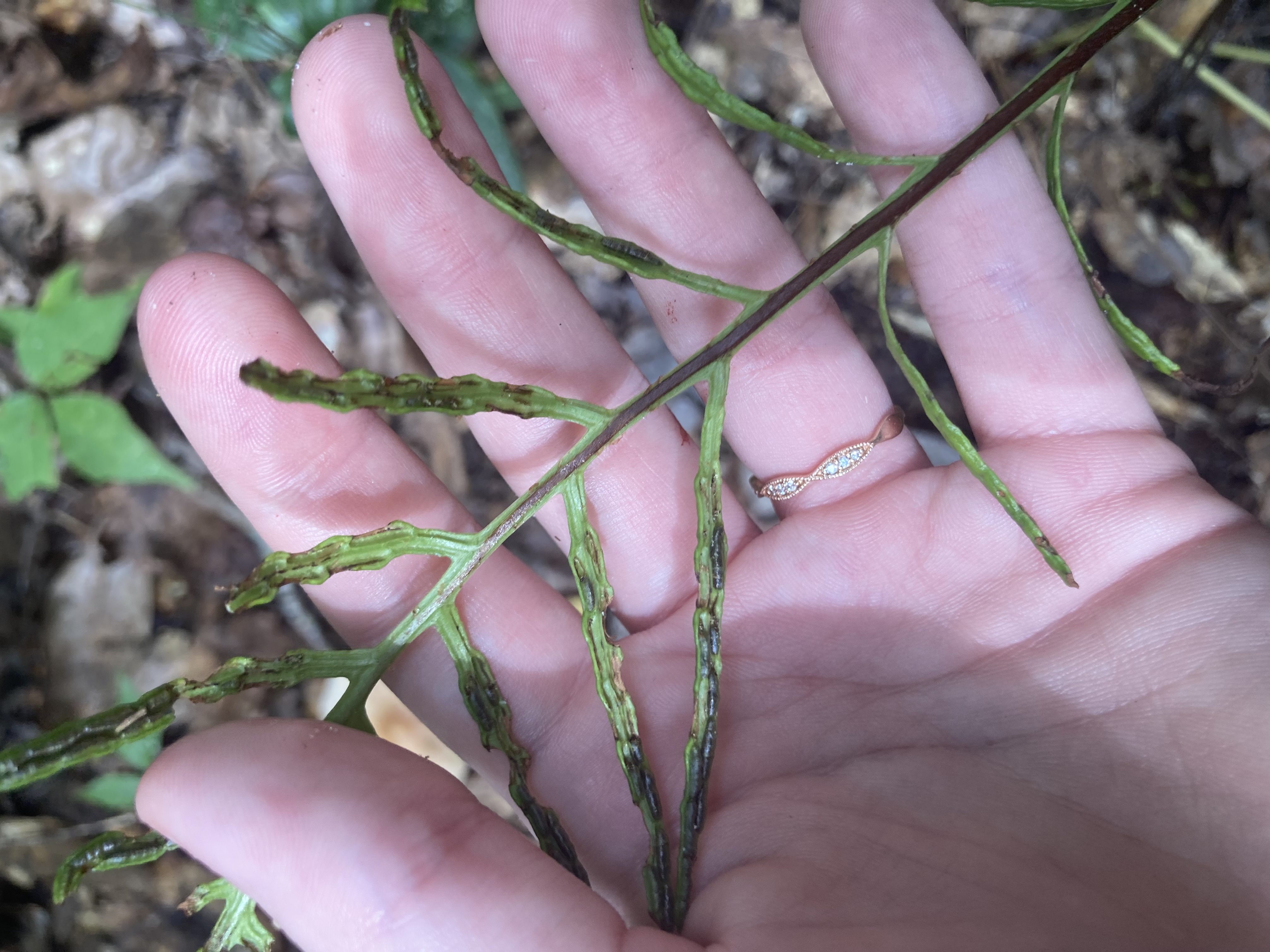 <p>What is this plant?</p>