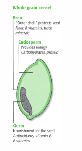 <p>- Whole grains contain fibre: can be milled (remove endosperm, germ, bran), as long as product contains those elements</p><p>- Refined: only the starch component</p><p>- Recommendation: 50% of carbohydrate intake should be as whole grains.</p><p>.</p><p>- wholegrain bread contains fibre as well, instead of white flour which just contains starch</p><p>- its the outer layer thats really good for us</p>