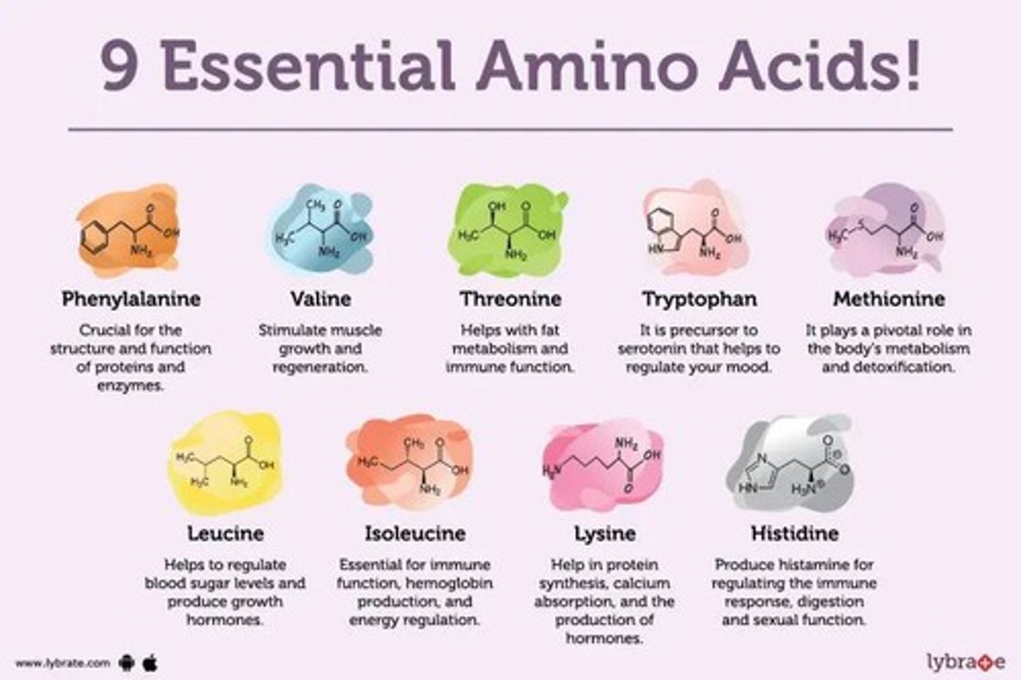 <p>Essential: they cannot be synthesized and must be obtained from food</p><p>Non-essential: can be made from other amino acids</p>