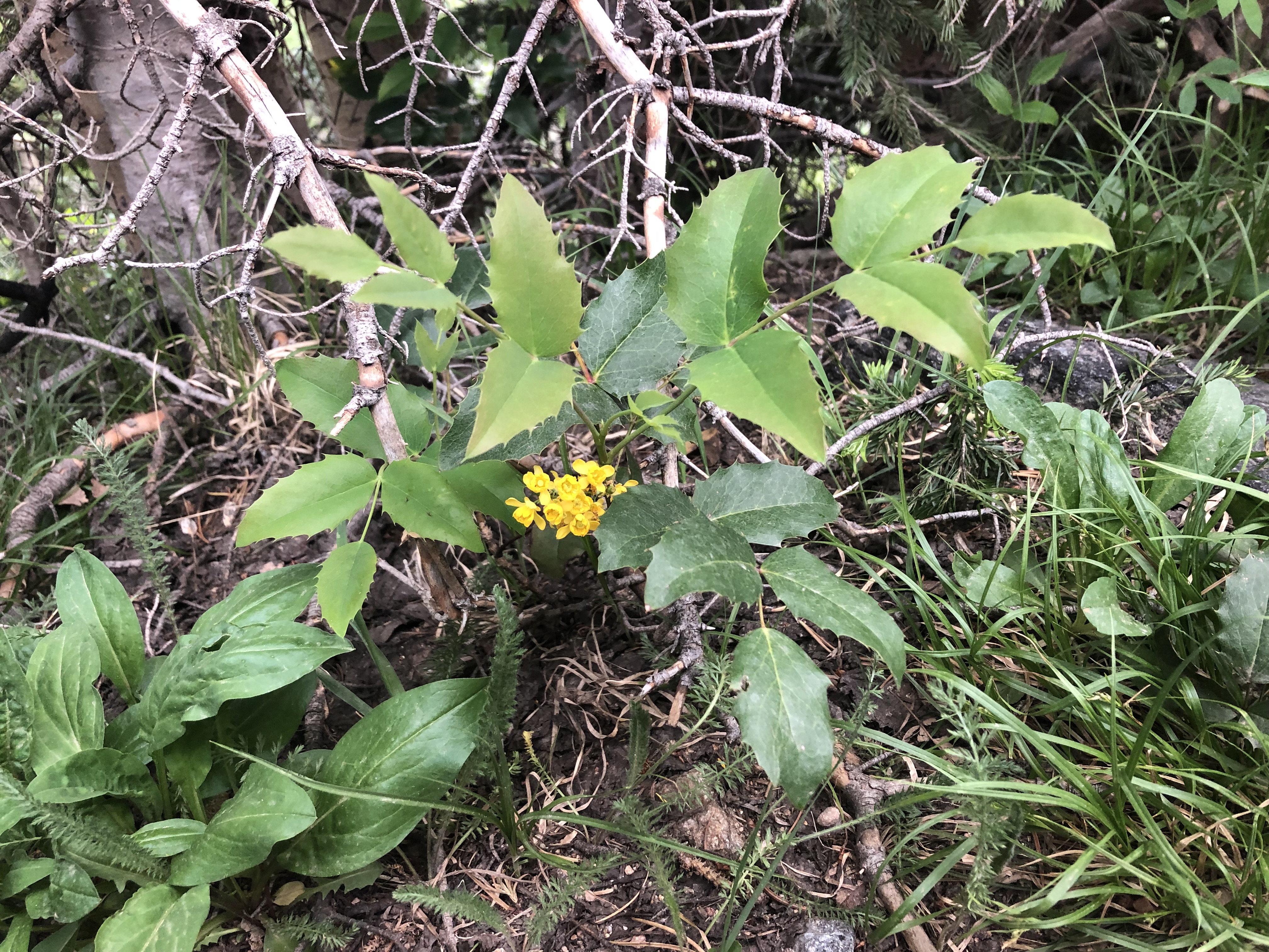 <p>Scientific name</p>