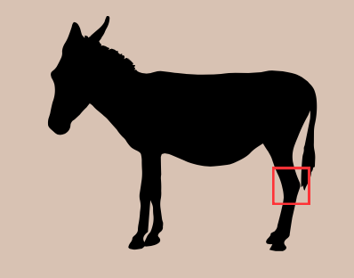 <p>the tarsus; the joint on the rear leg that corresponds to the human ankle</p><p>usually in large domestic animals, especially horses</p>