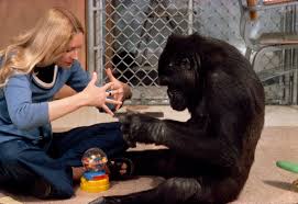 <p>Koko the Gorilla</p>
