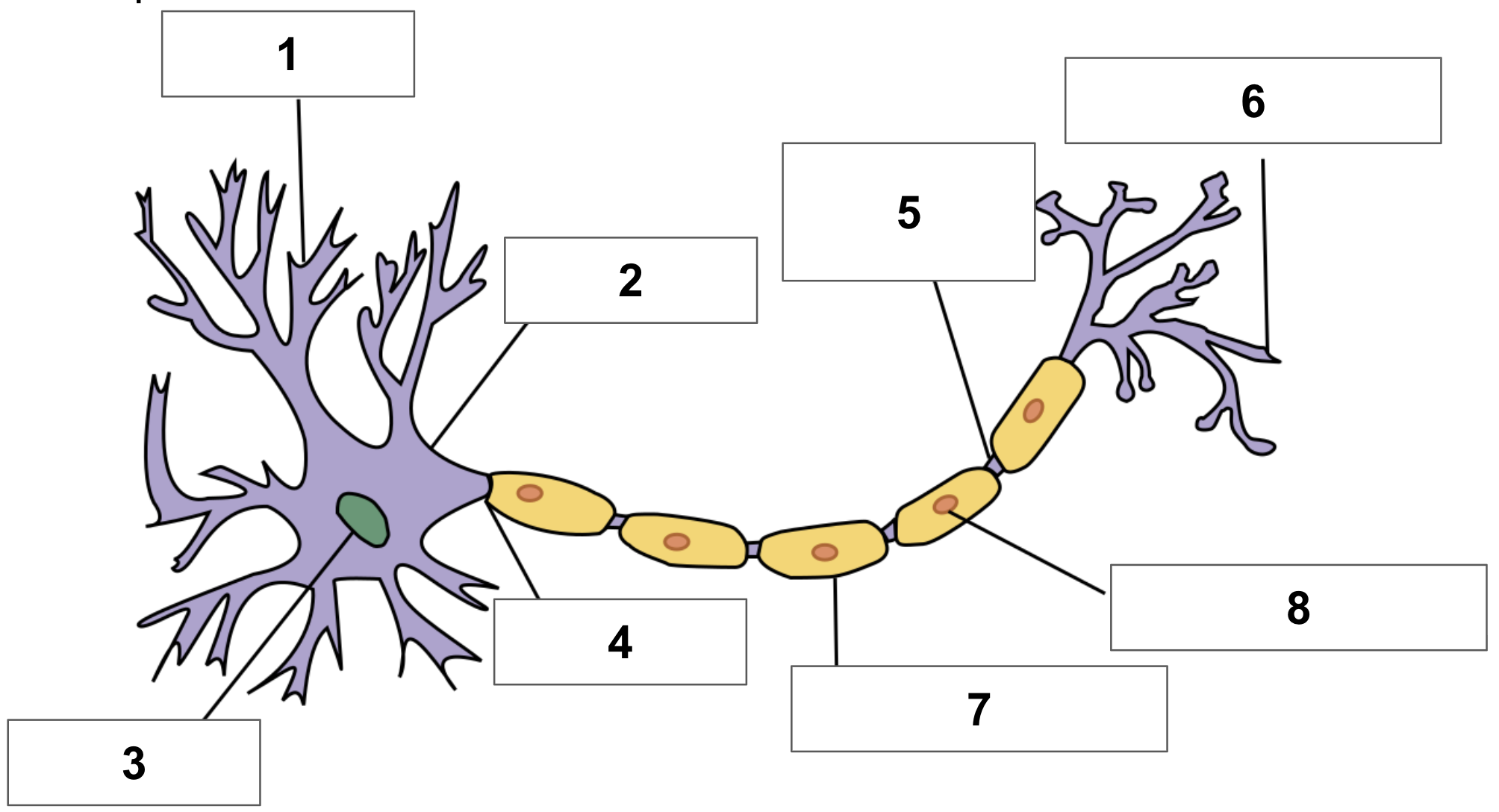 <p>node of ranvier</p>