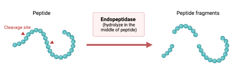<ul><li><p>peptidases that act to hydrolyse peptide bonds w/in a protein, forming multiple peptide fragments</p></li><li><p>e.g. trypsin, chymotrypsin, pepsin</p></li></ul><p></p>