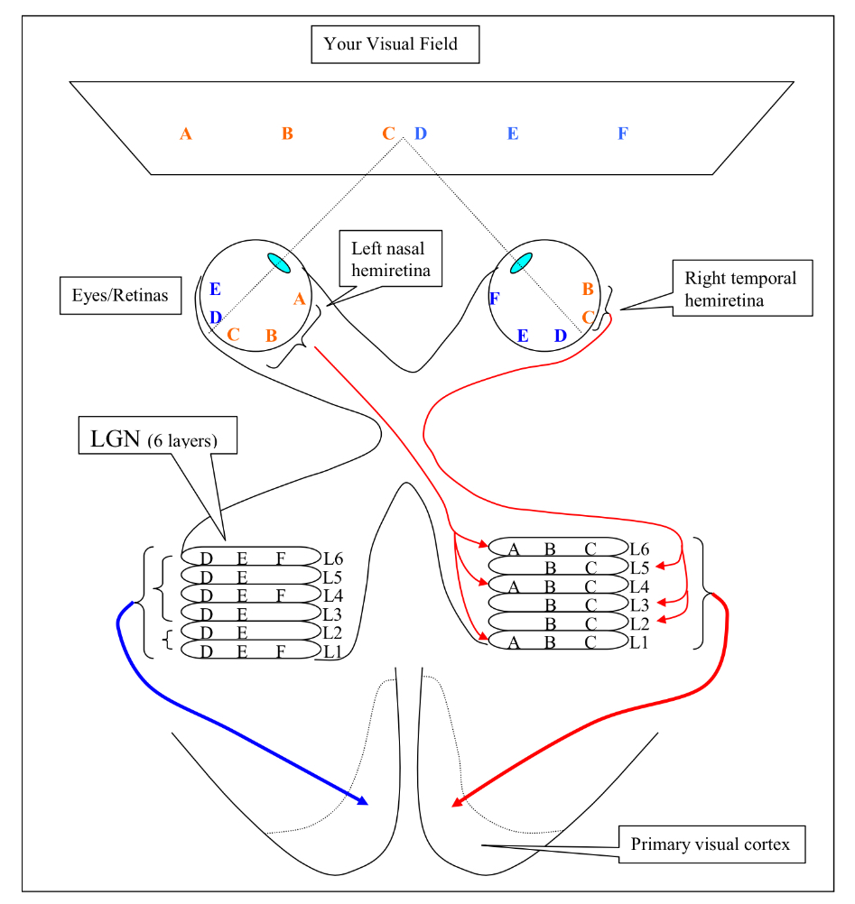 <ol><li><p>cells in layers 1 and 2 are larger and are called magnocellular </p><ol><li><p>cells here respond to movement </p></li><li><p>they are achromatic (don’t respond to color)</p></li></ol></li><li><p>The cells in layers 3 through 6 are smaller, they’re called parvocellular</p><ol><li><p>cells here are color sensitive</p></li><li><p>more sensitive to details </p></li></ol></li></ol><p></p>