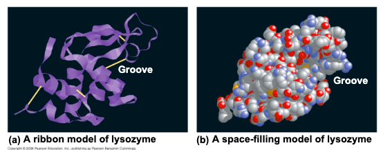 <p>one or more polypeptides twisted, folded, and coiled into a unique shape</p>