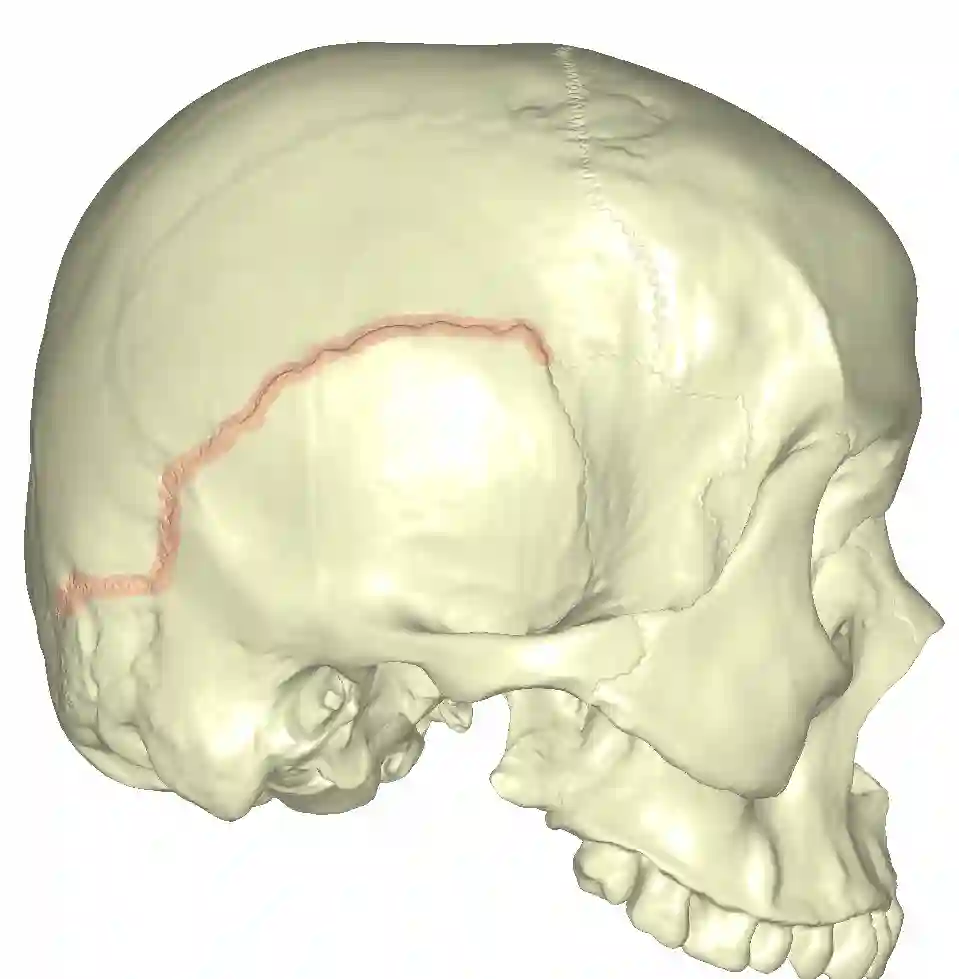<p>connects parietal and temporal </p>