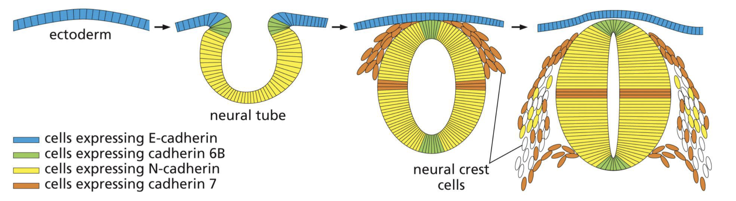 <p>Adhesion belt contraction pulls cells to form a tube. </p><p>form neural tube for nervous system</p>