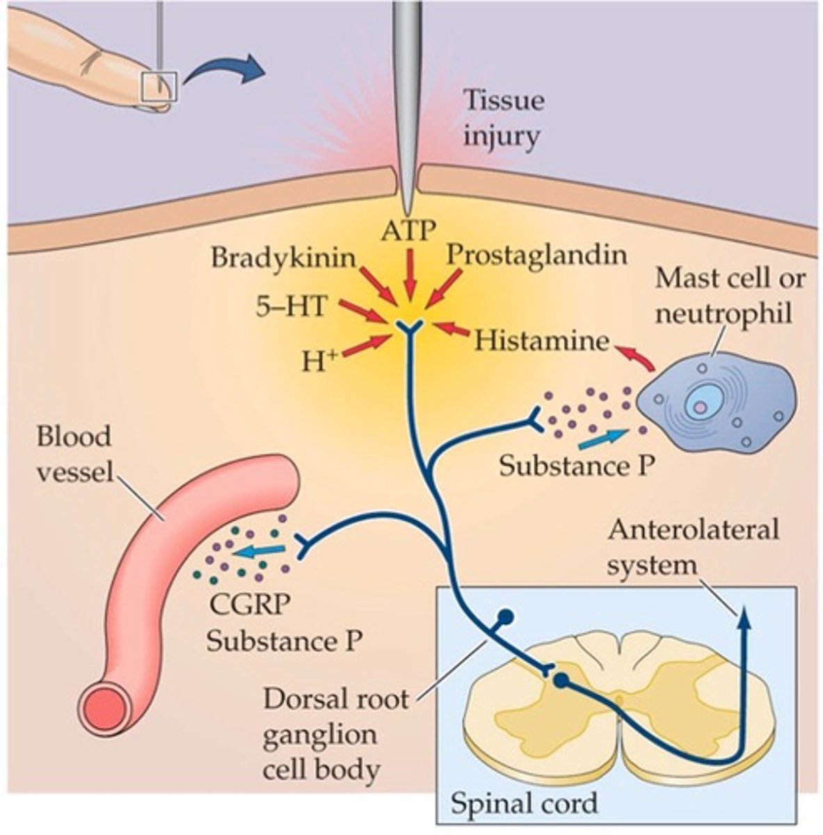 <p>What do prostaglandins do?</p>