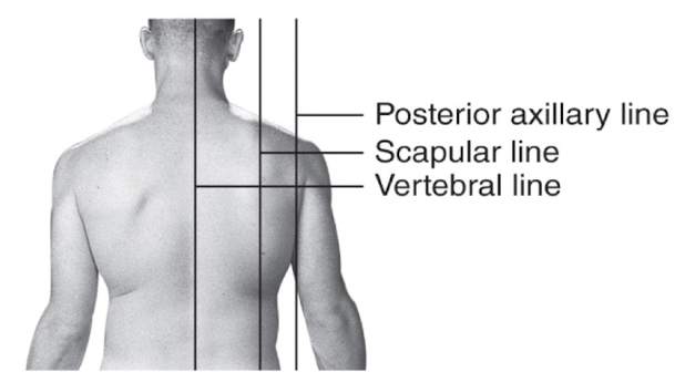 <p>Vertical line passing through the <strong>inferior angle of the scapula</strong> on the posterior torso.</p>