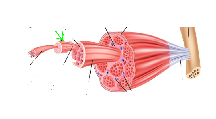 <p>Nuclei</p>