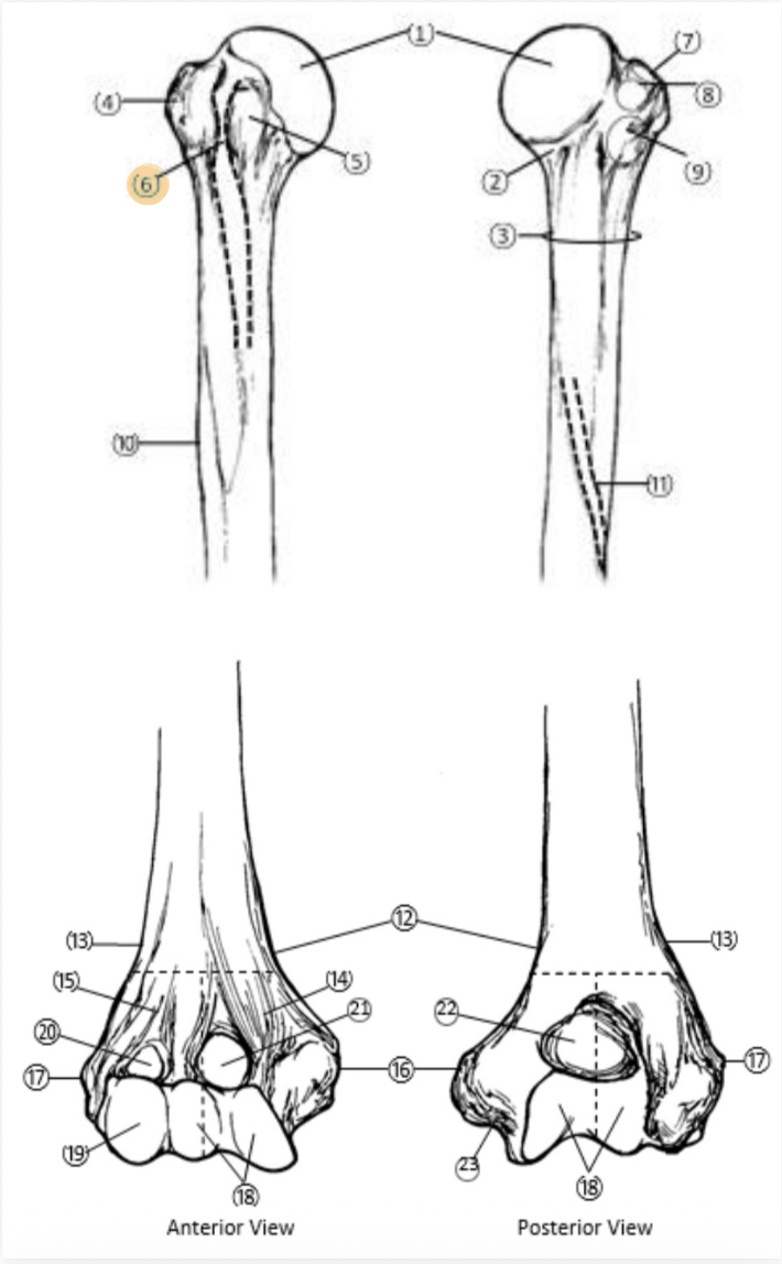 <p>On the Proximal end of the Humerus, which part is highlighted(6)?</p>