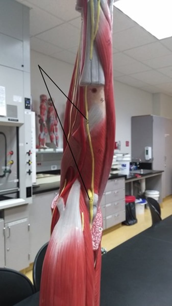 <p>On the forearm</p>