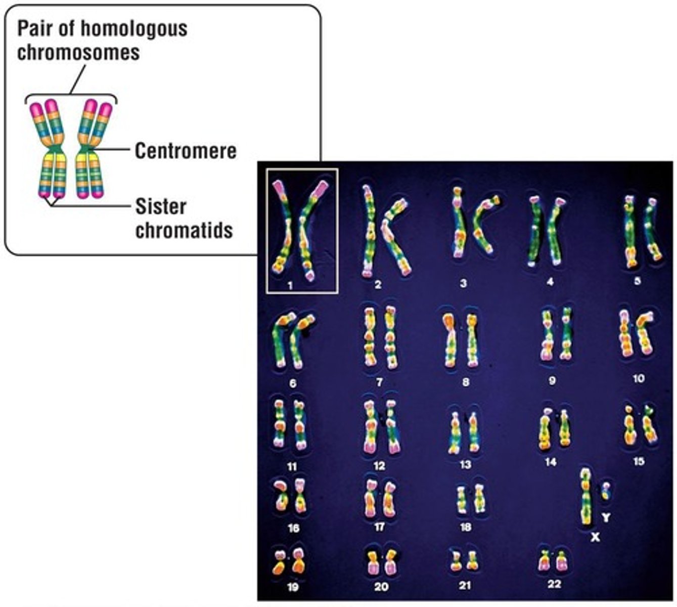 <p>44 autosomes and two sex chromosomes.</p>