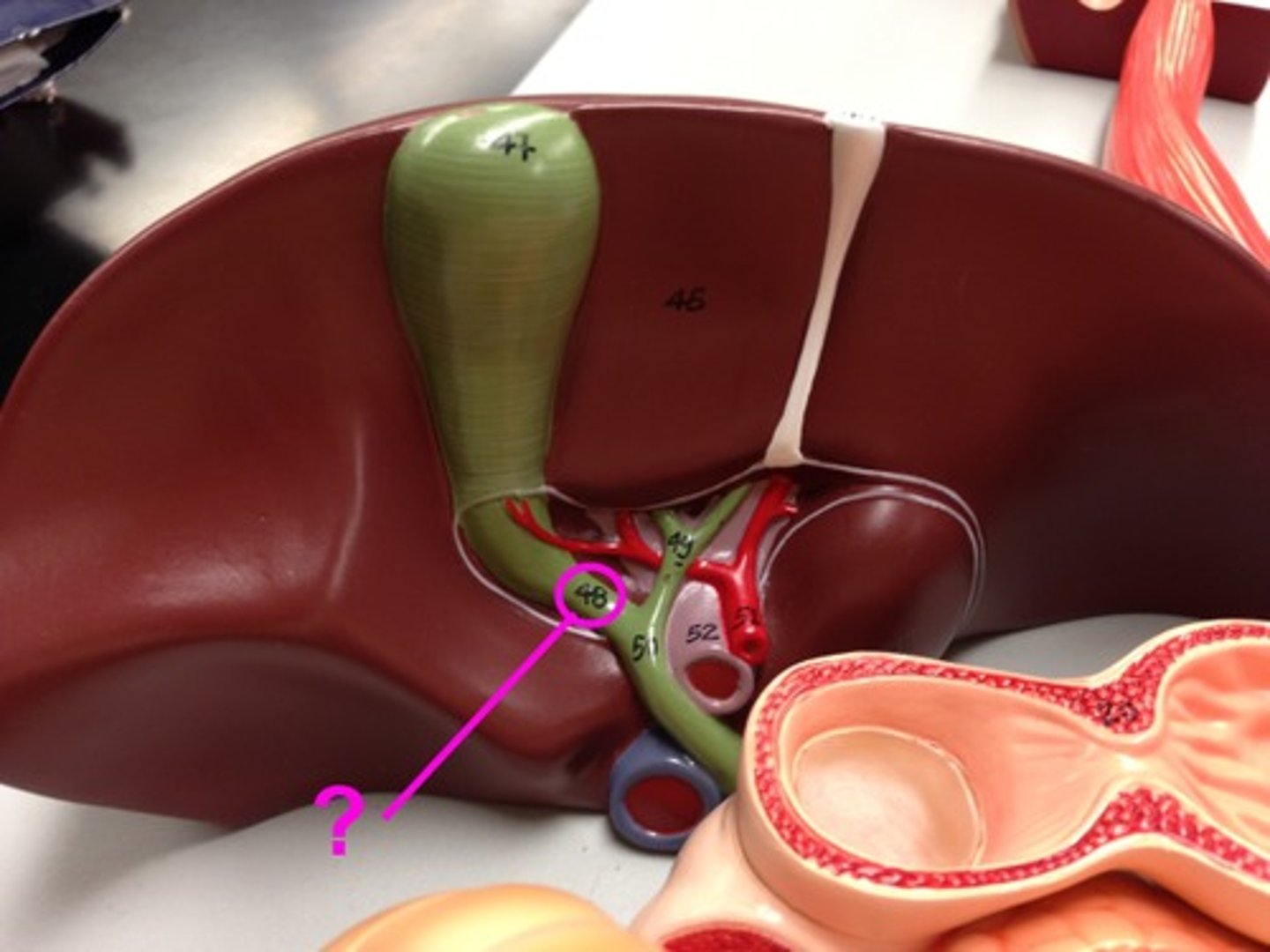 <p>What is this body feature?</p>