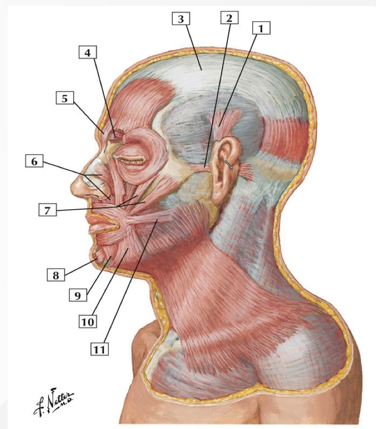 What is structure 11?