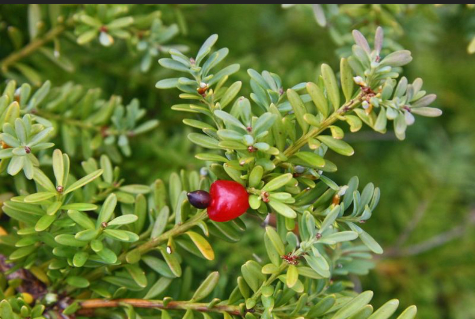 <p>“Tasmanian podocarp”</p>