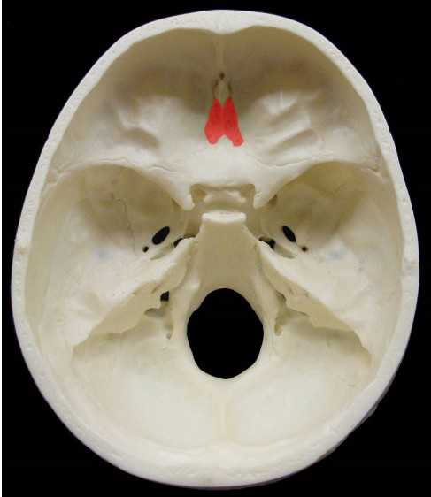 <p>Which cranial nervous passes through the cribriform plate of the ethmoid bone?</p>
