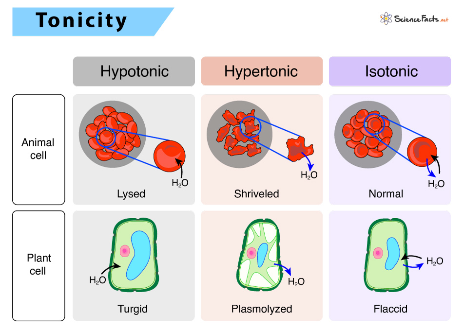 <ul><li><p>one solution has a higher concentration of solute</p></li><li><p>ex: salty water</p></li><li><p><span>Plasmolysis = cell shrinking (cytoplasm pull away from cell)</span></p></li><li><p>both plant and animal cells will lose water content/ mass → shrivel/ shrink</p></li><li><p>plant cells lose turgor pressure when placed in a hypertonic solution </p></li></ul>