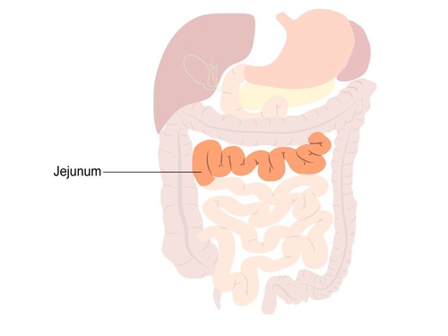 Absorbs carbohydrates and proteins and is covered in villi