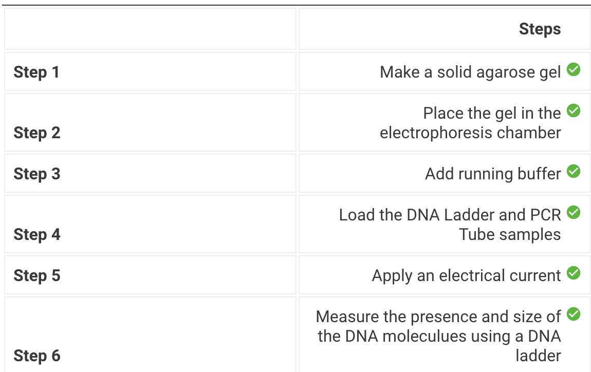 <p>make a solid agarose gel, place the gel in the electrophoresis chamber, add running buffer, load the DNA Ladder and PCR Tube samples, Apply an electrical current, measure the presence and size of the DNA molecules using a dna ladder</p>