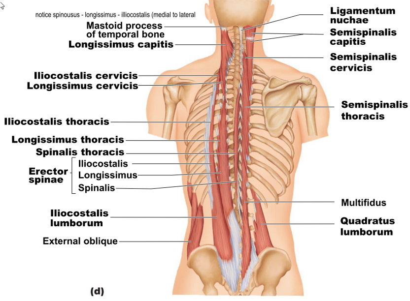 <p><strong>origin: </strong>transverse process of T1-T5 and C4-C7</p><p><strong>insertion: </strong>mastoid process</p><p><strong>action: </strong>extend head</p>