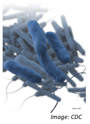 <p>gram (-) bacillus </p>