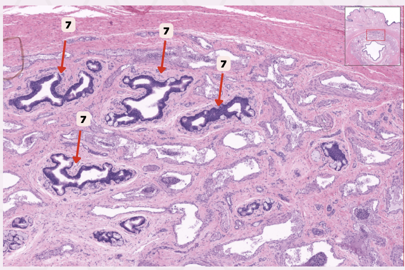 <p>Identify the structure labeled as 7.</p>