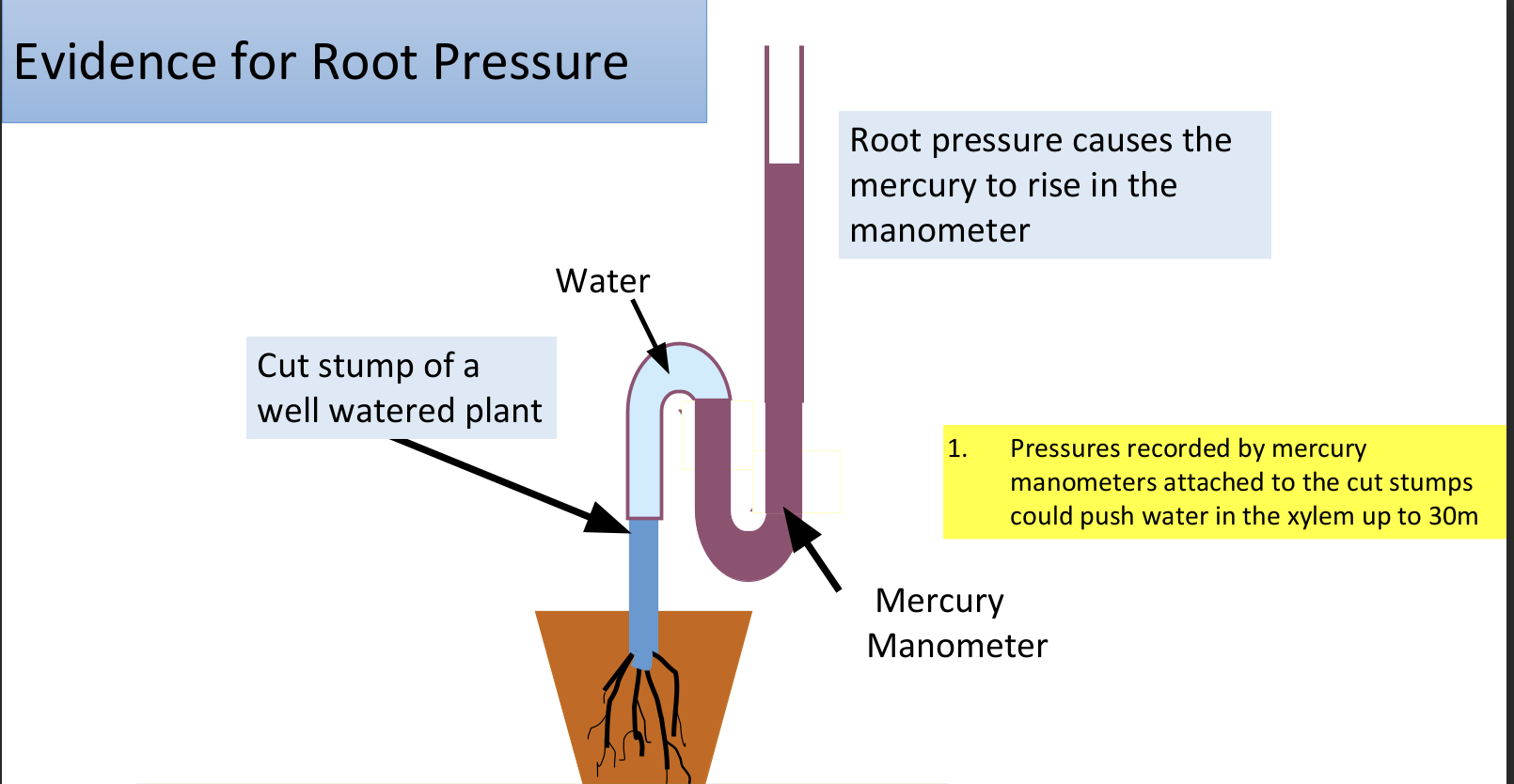 <ul><li><p>in certain conditions, such as at night when transpiration is low, some leaves exude water from their tips from their leaves = guttation</p></li><li><p>cut stumps of plants exude water from their cut ends</p></li><li><p>cyanide and other poisons which interfere with production of ATP, causes root pressure to disappear</p></li><li><p>low levels of oxygen means root pressure falls</p></li><li><p>root pressure increases with temperature implying it is chemically controlled</p></li></ul><p></p>