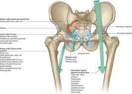 acetabulum, anterior cruciate ligament, apex of patella, articular facet of patella, base of patella, body of pubis, calcaneus, cuboid, femur, fibula, greater trochanter, head of femur, head of fibula, hip bone, illiac crest, illiac fossa, llium, intermediate cuniform, ischium, lateral condyle of femur, lateral condyle of femur, lateral cuneiform, lateral epicondyle of femur, lateral malleolus, lesser trochanter, medial condyle of femur, medial epidondyle of femur, medial mallelus, medial meniscus, matearsals, navicular, nech of femur, obturator, patellar, patellar ligment, patellar suface, pelive girdle, pelvic inlet