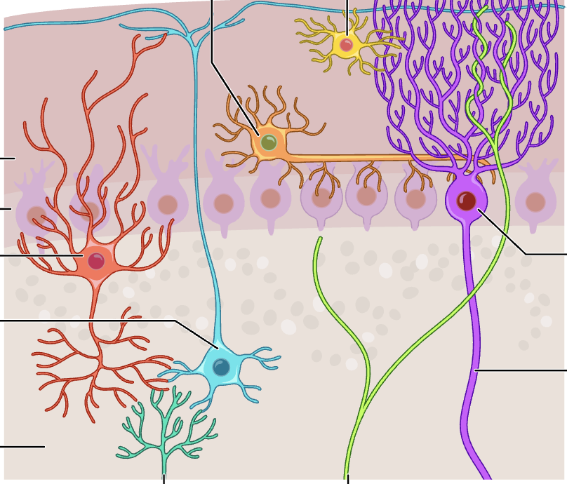 <p>label cells of the cerebellum</p>