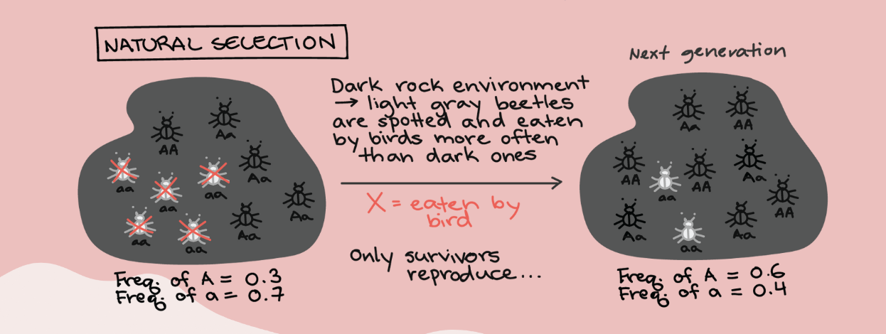 <p>natural selection &amp; nonrandom mating</p>