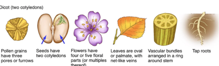 <p>Dicots</p>