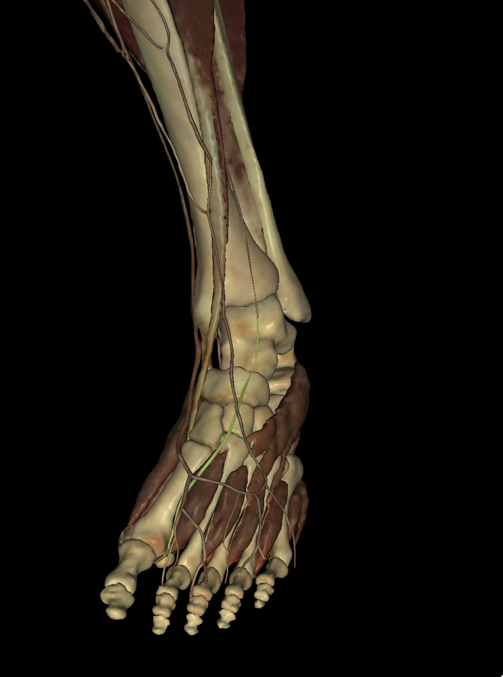 <p>Identify the Structure</p>