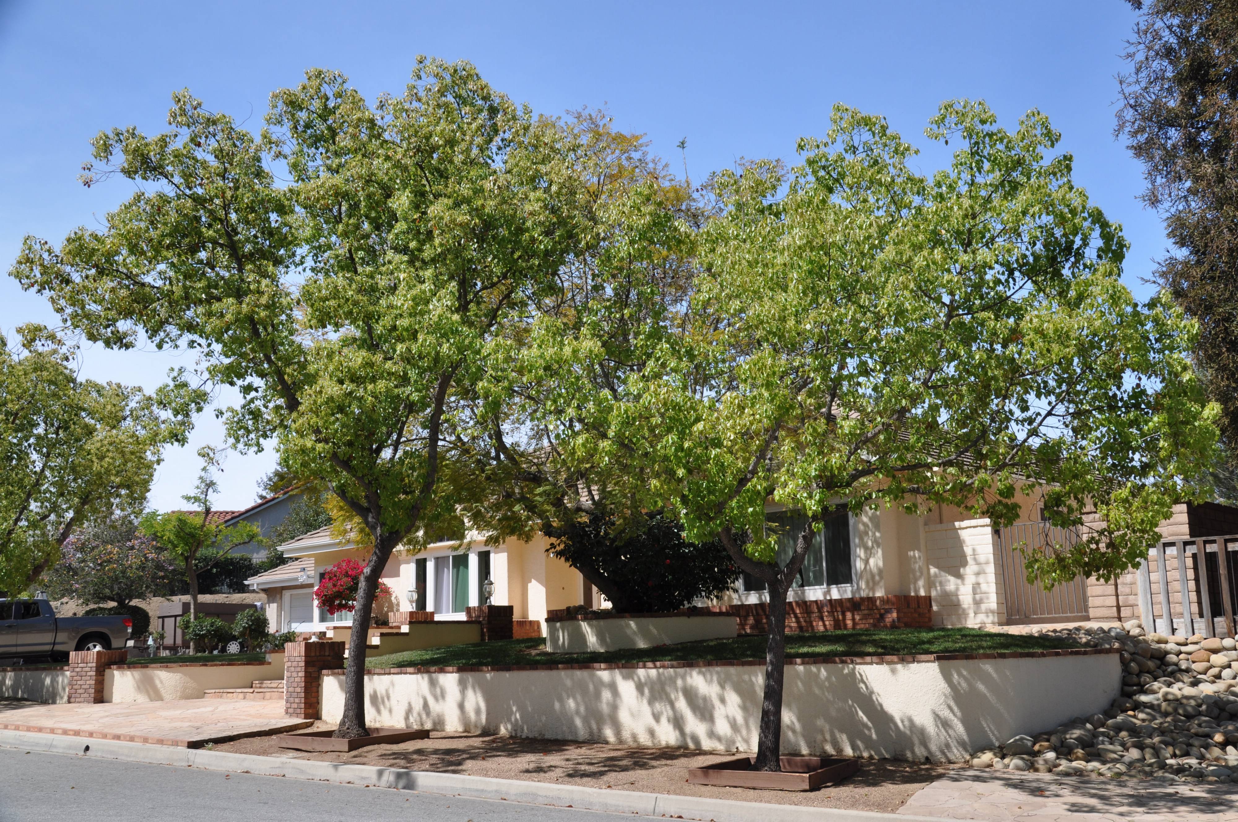 <p><em>Pyrus kawakamii</em>, evergreen pear, Rosaceae</p>