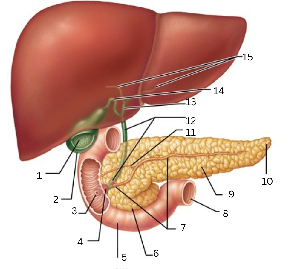 <p>6</p>