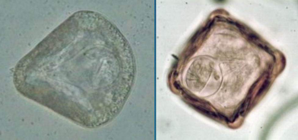 <p>Fecal flotation</p>