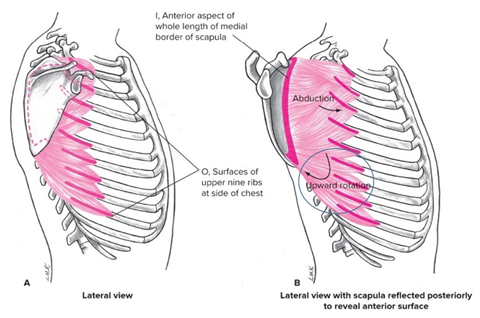 <p><strong><u><span style="font-family: Arial, sans-serif">Origin</span></u></strong><span style="font-family: Arial, sans-serif">: Surface of upper 9 ribs at the side of the chest</span></p><p><strong><u><span style="font-family: Arial, sans-serif">Insertion</span></u></strong><span style="font-family: Arial, sans-serif">: anterior surface of medial border of scapula&nbsp;</span></p><p><strong><u><span style="font-family: Arial, sans-serif">Action(s)</span></u></strong><span style="font-family: Arial, sans-serif">: Abduction (protraction) and upward rotation</span></p><p><strong><u><span style="font-family: Arial, sans-serif">Antagonist</span></u></strong><span style="font-family: Arial, sans-serif">: Trapezius, rhomboid*</span></p>