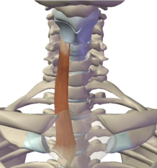 <p>What is this muscle?</p>
