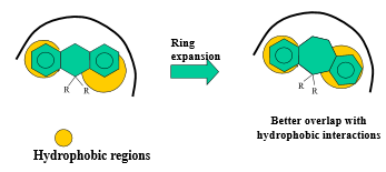 <p>vary <strong>size of carbon ring (affecting the angles of substituents)</strong> to either encourage or inhibit binding interactions and selectivity</p>