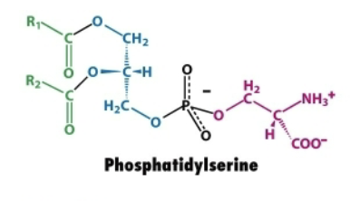 <ol><li><p>Glycerol backbone</p></li><li><p>Two fatty acid chains→ attached to carbon 1 and 2 via ester bonds</p></li><li><p>Phosphate group linked to serine</p></li></ol><p></p>