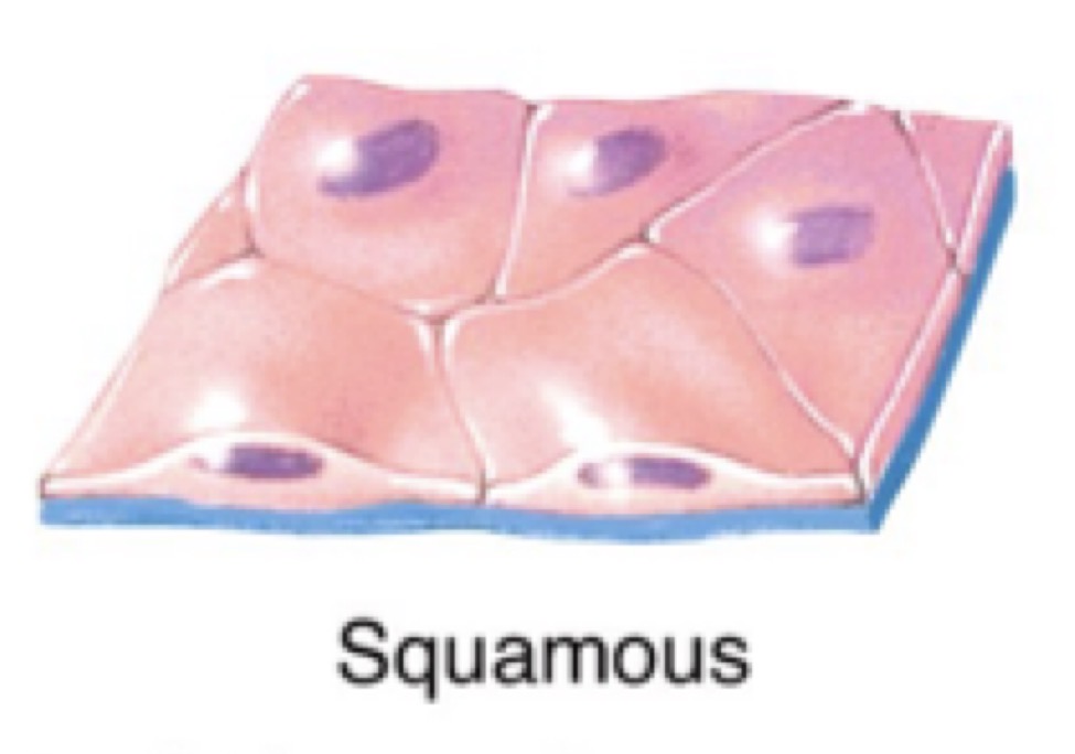 <p>Flat cells</p><p>(Like fish scales)</p>