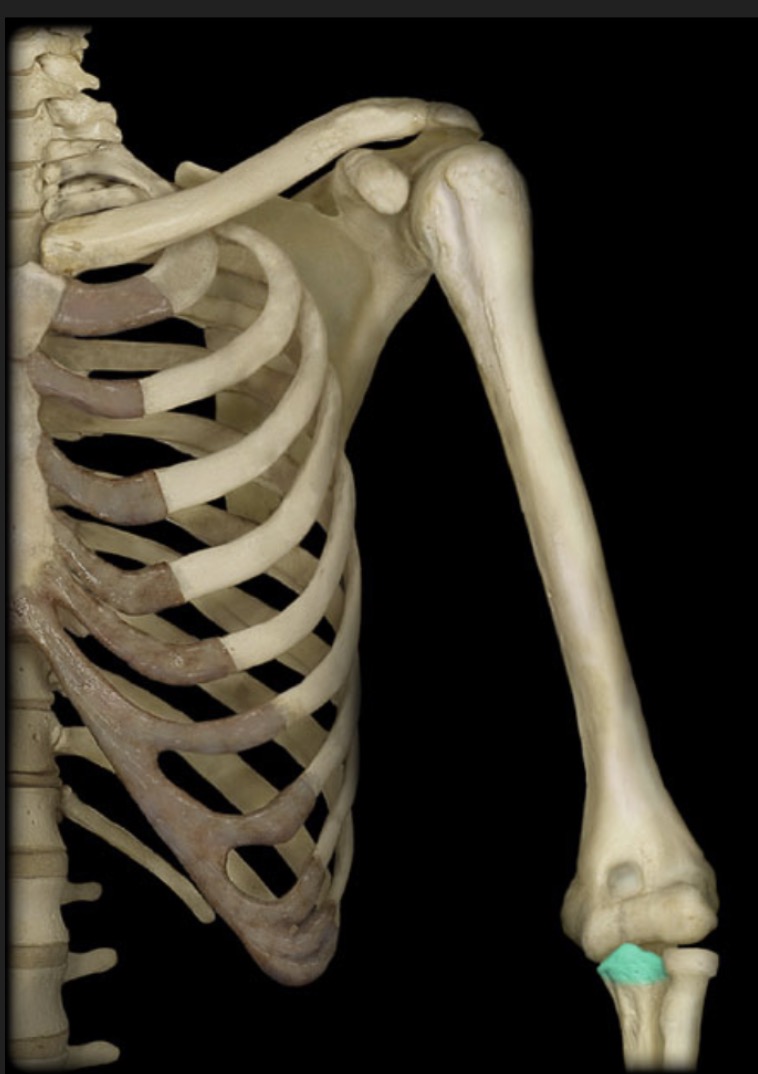 <p><span style="font-family: Arial, sans-serif; color: rgb(45, 59, 69)">located on the proximal end of the ulna, smaller than and distal to the olecranon process</span></p>