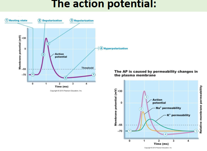 <p>there are different stages of the action potential, some of these are the resting state, depolarisation etc</p>