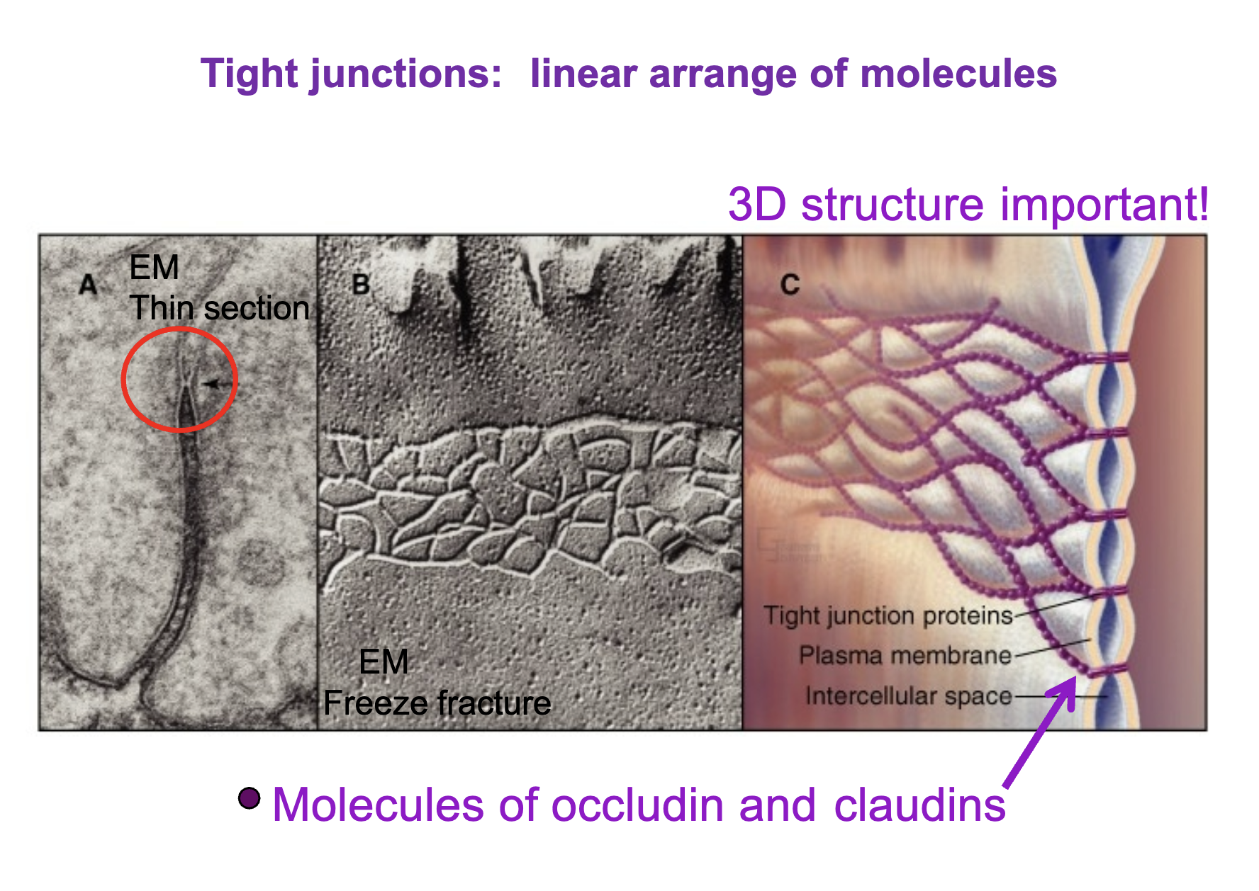 <p>claudin and occludin molecules</p>