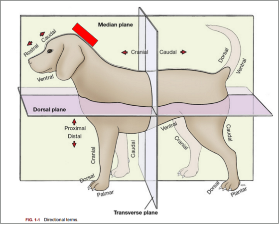 <p>What is the directional term blocked out in red?</p>