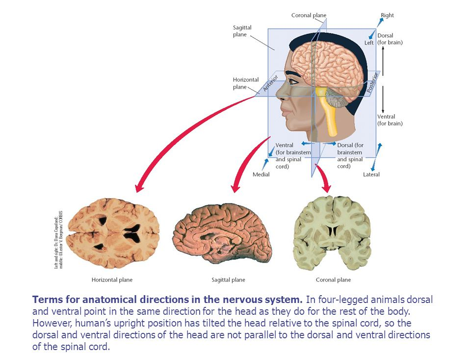 Brain