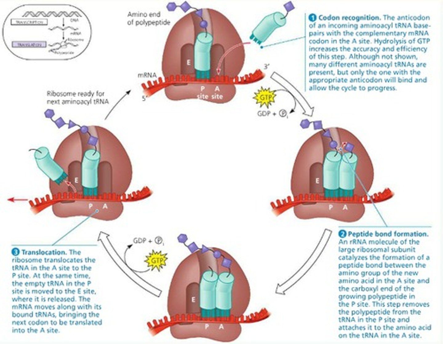 <p>tRNA brings amino acids to the A site.<br><br>A peptide bond forms between amino acids in the P and A sites.<br><br>Ribosome moves, shifting tRNA from A site to P site.</p>
